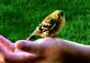 This Goldfinch flew into my kitchen window.  I found her sitting on my patio, stunned.  I picked her up and held her in my hands for awhile.  After awhile I opened my hand and she sat there for several minutes. Then she flew away, much to my relief!