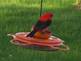 Scarlet Tanager