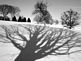 WINTER SHADOWS. Taken DECEMBER 2010 BUNKER HILL GOLF COURSE by COLLIN.