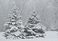 A heavy white coat blankets the evergreens. Taken during the Sunday morning snowfall in my backyard by Dawn Pregler.