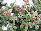 Finally!  It's beginning to look a lot like Christmas!  Snow covers the holly. Taken on Sunday in my front yard by Dawn Pregler.