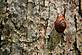 Snail. Taken 7-15-09 Maquoketa Caves by Sid.