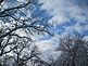 Snowy branches against blue sky. Taken 12/9/09 Rural East Dubuque by Betty Buol.