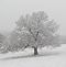 The big old oak is quickly covered in snow. Taken during Thursday's snow storm just south of town by Dawn Pregler.