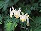 Dutchman's breeches "hang to dry" in the woods. Taken recently at the farm by Dawn Pregler.