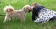 Izzibelle and Samson sharing a kiss. Taken on Easter Sunday in Grandpa Great's yard. by Dawn Pregler.