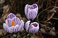 Flowering Crocus. Taken March 24, 2010 My yeard  by Janet Spoerl.