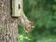 Squirrel Looking Down. Taken July 2, 2009 My yard in rural East Dubuque by Jody Bradley.