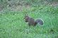 Squirrel eating Acorns. Taken 9-6-12 Frontyard by Peggy Driscoll.