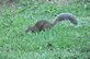 Squirrel eating Acorns. Taken 9-6-12 Frontyard by Peggy Driscoll.