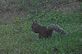 Squirrel eating Acorns. Taken 9-6-12 Frontyard by Peggy Driscoll.