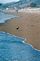 The lone Sand Piper. Taken 5/06 Stintson Beach, California by Paula Schumacher.