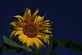 Sunflower. Taken Sept 21, 2009 Gays MIlls, Wi by DJM.