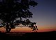 Same single tree, different shot. Taken Sept 5th 2009 @ 8:02:24pm on the farm South of Dubuque by Juanita.