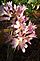 Surprise lilies. Taken 8-4-12 Backyard by Peggy Driscoll.