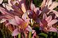 Surprise lilies. Taken 8-4-12 Backyard by Peggy Driscoll.