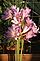 Surprise lilies in Bloom. Taken 8-4-12 Backyard by Peggy Driscoll.