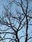 Bare branches are dark against a blue sky.