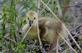 First signs of spring--a baby gosling!. Taken April 29, 2023 16th street Bee branch, Dubuque, IA by Veronica McAvoy.