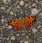 A brightly colored butterfly lands on speckled pavement, photo by Lorlee Servin of Dubuque.