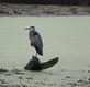 A Great blue heron stands on log at a pond.. Taken September 20, 2023 Mines of Spain, Dubuque, IA by Veronica McAvoy.