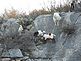 Lake Amistad goats . Taken March, 2011 Lake Amistad, Texas by Sharon Welu.