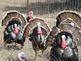 Strutting turkeys. Taken March, 2011 D'Hanis, Texas by Sharon Welu.