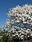 Magnolia Tree at the Dubuque Arboretum.  Photo taken April 2009 by Karen Steil