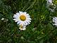A daisy surrounded by weeds and grass. Taken Wednesday, June 17 In our yard by Rissa Meyer.