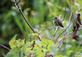 A female ruby-throated hummingbird takes a break on a small branch. Taken September 15, 2023 Heritage trail, Dubuque county. by Veronica McAvoy.
