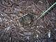 Toad burrowed in mulch. Photo by Jeff Stackis