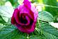 Rose Bud. Taken June 12, 2009. In my yard  by Janet Spoerl .