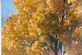 Yellow leaves of autumn. Taken 10/18/09 Grandview St Dubuque IA by AnnLenore Eifert.