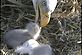 Tuesday am Feeding ~ Eagle's Nest in Decorah, IA. Taken 05/April/2011 Computer Webcam by Jack.