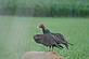 Turkey Vulture. Taken July 7th rural Holy Cross by Dale Klein.