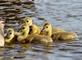 Five cute baby goslings swim close to their mother.. Taken May 8, 2022 Miller Riverview park, Dubuque, IA by Veronica McAvoy.
