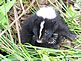 Baby skunk. Taken July My backyard by Amy.