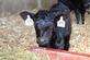 Black angus calf. Taken April 2022 Springbrook, IA by Jan Powers.