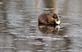 Muskrat meal.. Taken March 02, 2023 John Deere marsh, Dubuque, IA by Veronica McAvoy.