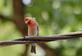 Curious house finch.. Taken May 22, 2023 Dubuque, IA by Veronica McAvoy.