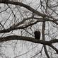 A bald eagle looks out onto the Peosta channel for fish.. Taken March 4, 2023 Miller Riverview park, Dubuque, IA by Veronica McAvoy.