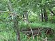 Old wagon.. Taken 6/28/12 By Elkport, Iowa. by Elain.