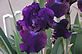 The wonderful world of Iris . Taken 5-9-12 Backyard by Peggy Driscoll.
