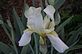 The wonderful World of Iris. Taken 5-9-12 Backyard by Peggy Driscoll.