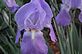The wonderful world of Iris. Taken 5-9-12 Backyard by Peggy Driscoll.