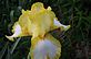 The wonderful World of Iris. Taken 5-9-12 Backyard by Peggy Driscoll.