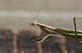 A  praying mantis says, "Hey there. " in the early morning.. Taken August 29, 2023 Dubuque, IA by Veronica McAvoy.