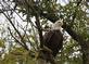 A bald eagle rests up in a tree along a highway near Heritage pond.. Taken September 15, 2023 52 North, Dubuque, county, near Heritage pond. by Veronica McAvoy.
