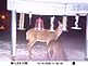 Deer at my Bird Feeders. Taken On:  Feb. 11th At my Feedeing Station in Boyceville, WI by Herb Dow, By Game camera.