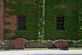 Windows and ivy. Taken May 21, 2012 in the Dubuque Millwork District by Bob Harron.